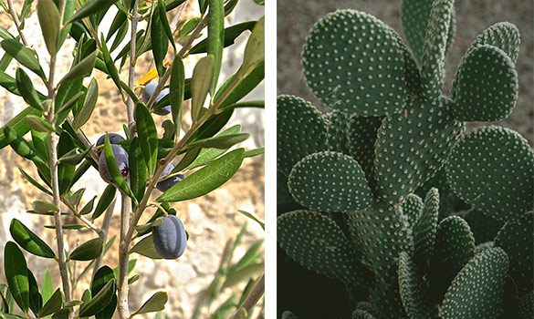 Aménager sa terrasse avec un olivier et des cactus