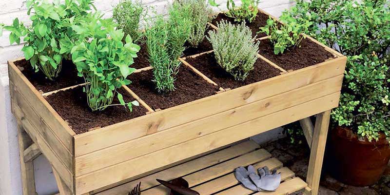 Herbes aromatiques dans une jardinière surélevée