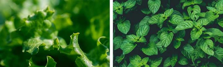 Salade et menthe du potager