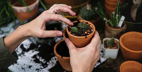 Rempoter les plantes vertes