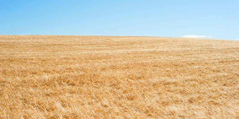 Canicule et sécheresse