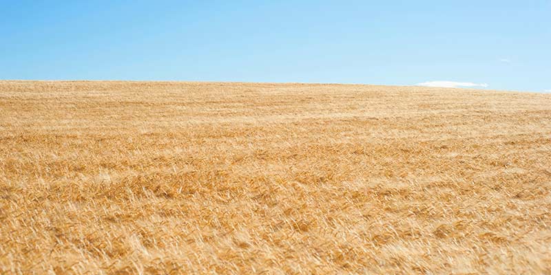 Canicule et sécheresse