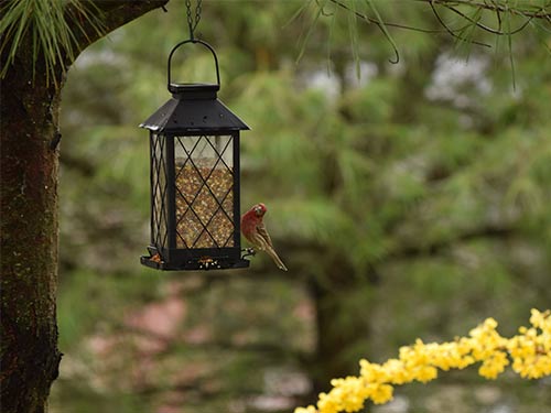 Mangeoire suspendue oiseaux