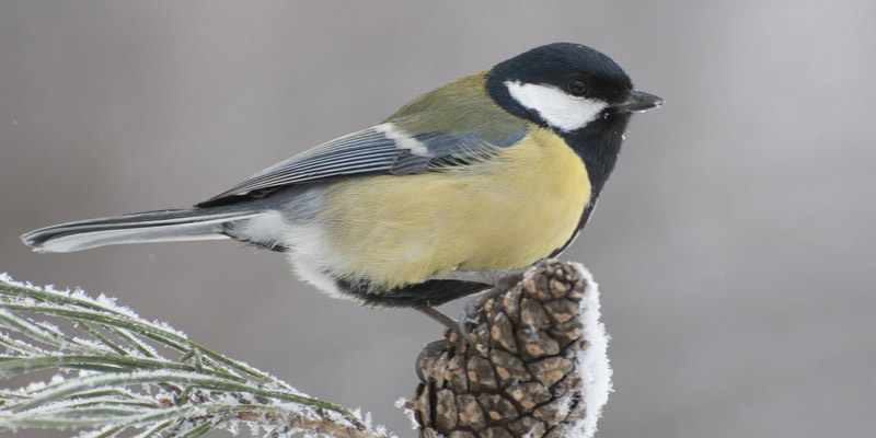 Nourrir les oiseaux en hiver