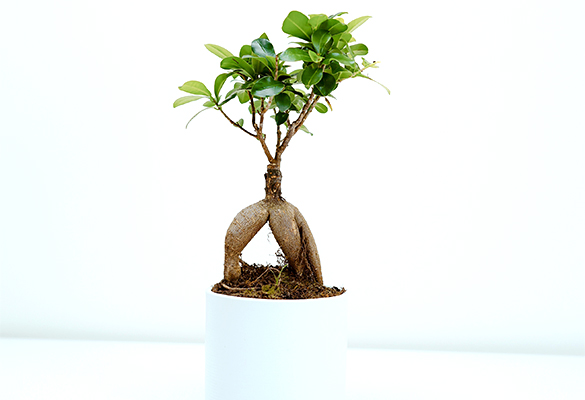 Bonsaï Ficus Ginseng 