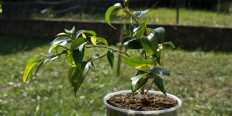 Bouture de ficus benjamina