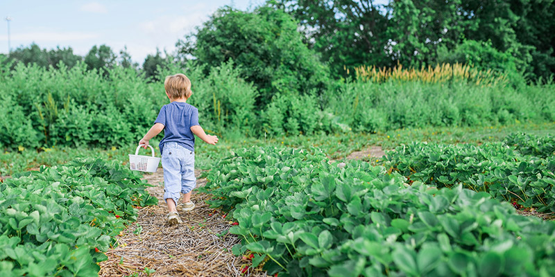 Préparer le sol du potager en automne