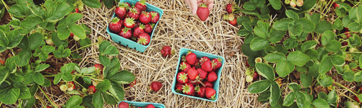 Récolte de fraises