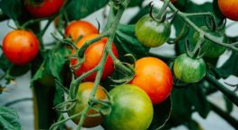 Débuter un potager