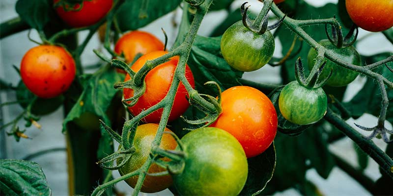 Débuter un potager