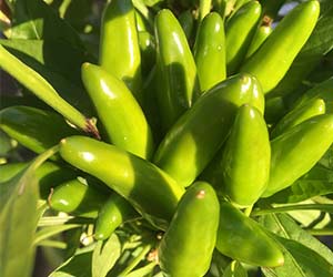 Piments verts