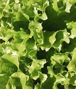 Salade fraîche du jardin