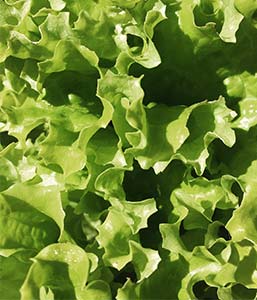 Salade fraîche du jardin