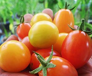 Tomates cerises