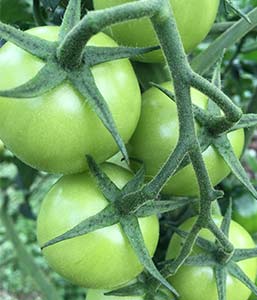 Tomates en grappe