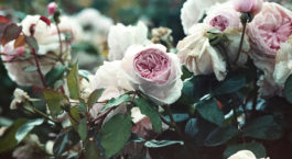 Taille des rosier