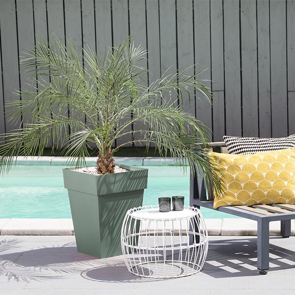 Palmier en pot autour de la piscine