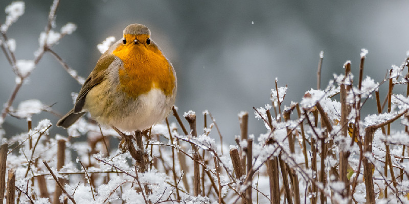 attirer et nourrir les oiseaux en hiver