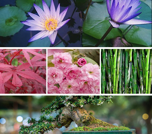 les-vegetaux-dans-un-jardin-japonais